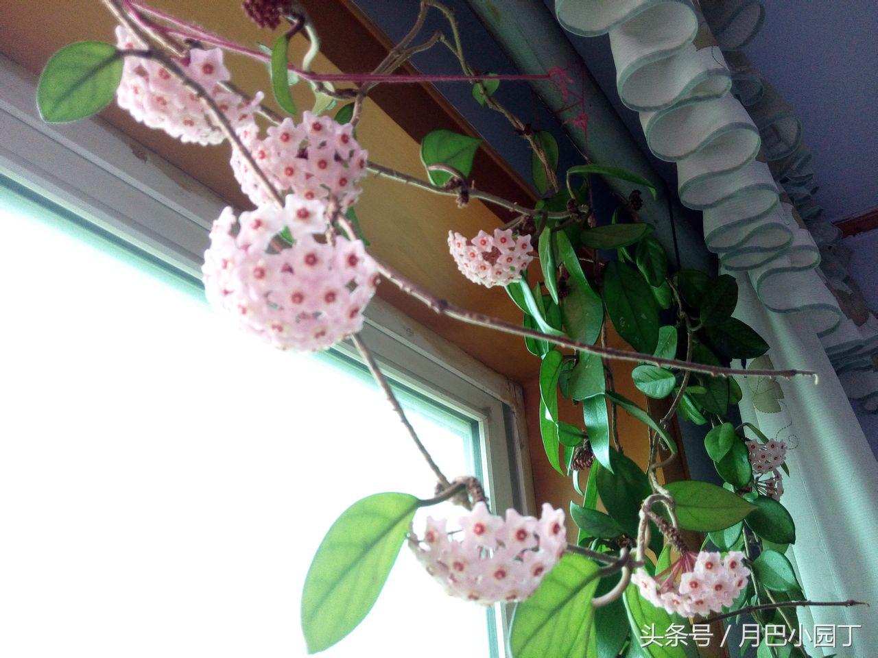 养球兰的小诀窍每年都能开满花,球兰室内怎么养护才能开花多