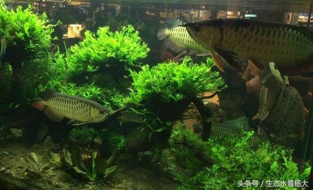 鱼缸里面养的奇葩猛兽,鱼缸养什么宠物最奇葩