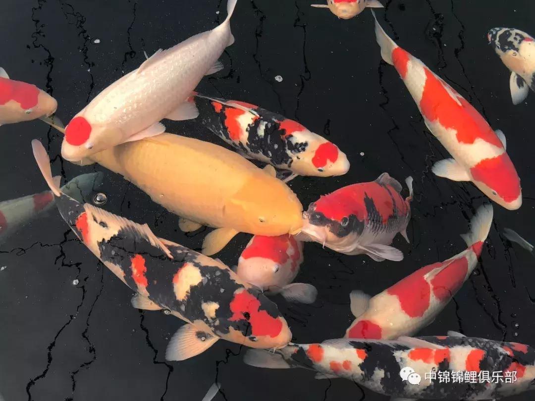 锦鲤喂食过量补救措施有哪些,锦鲤喂食过量补救措施图片