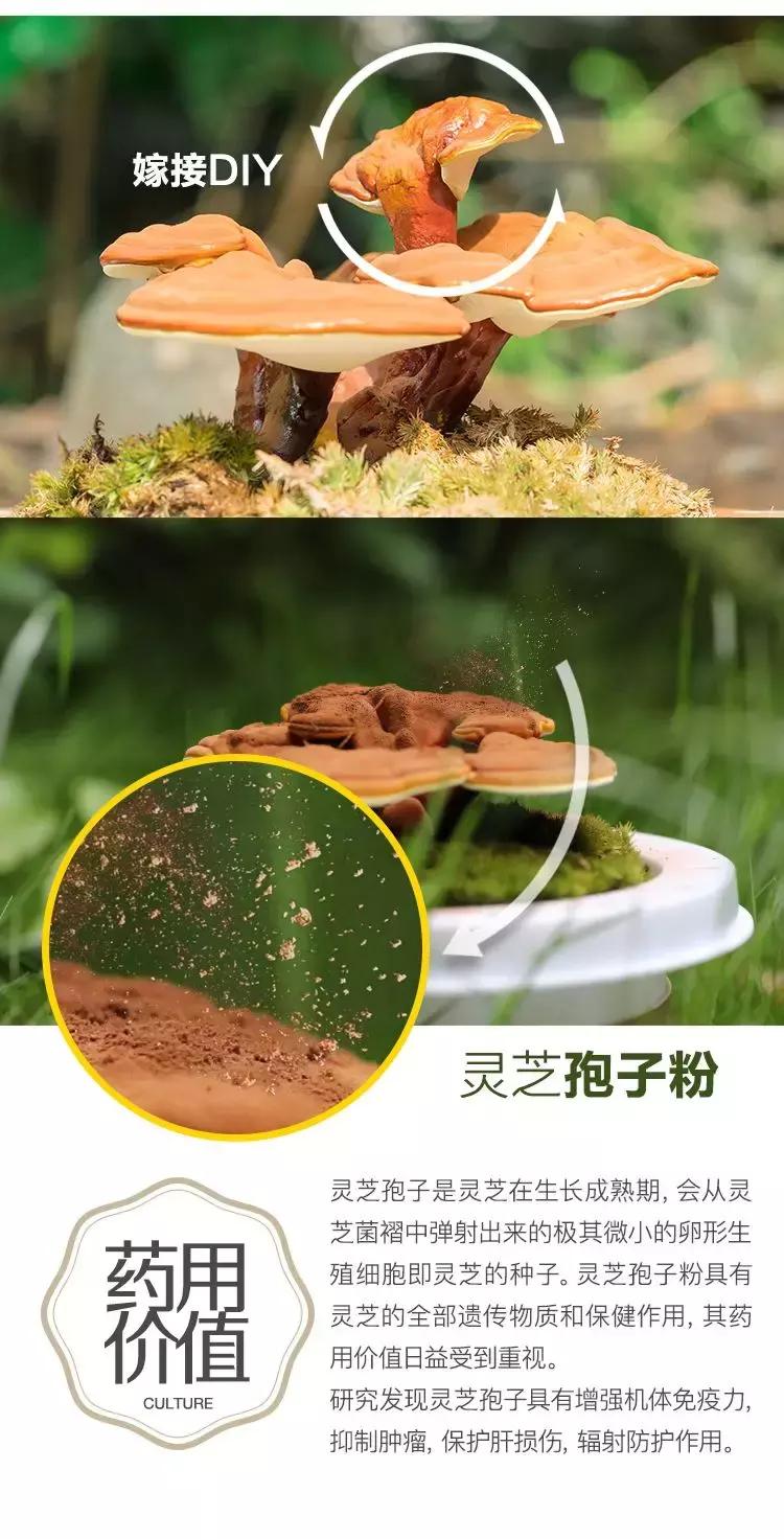 悦木之源菌菇水有哪些,悦木之源菌菇调理水