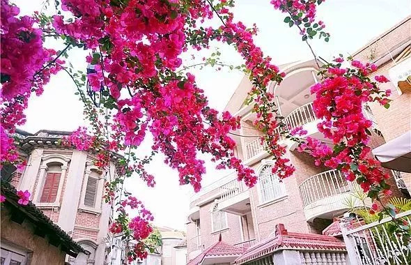 去厦门旅游这几个地方一定要去,厦门旅游最值得推荐的七个地方