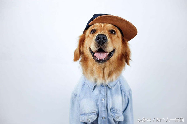 金毛幼犬不洗澡怎么去除体味,金毛为什么身上那么重的体味