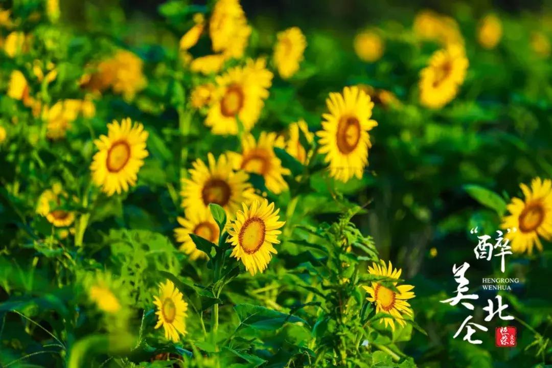 宁波花海网红打卡地,宁波镇海十七房花海