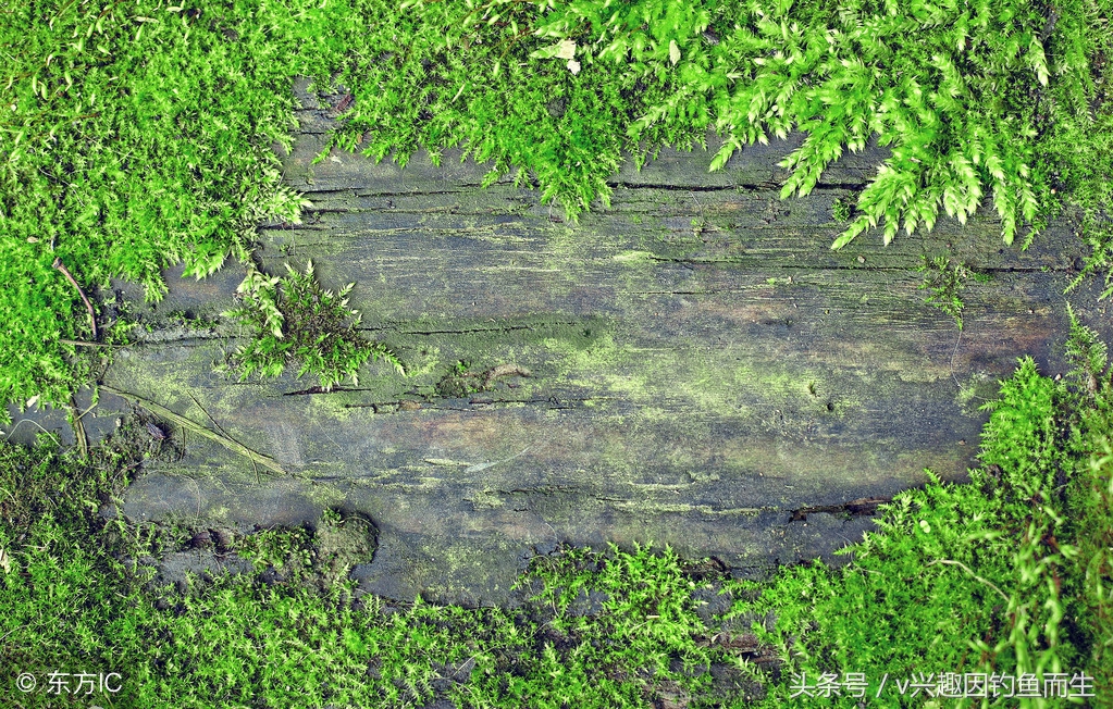 钓鳊鱼用什么饵料钓效果最好,钓鳊鱼商品饵料怎么选合适