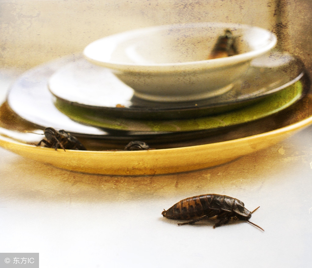 家里有蟑螂不用怕一招教你,家里有蟑螂教你一招让蟑螂去无踪