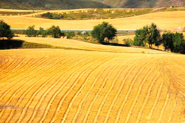 江布拉克的美景描述,风吹麦浪风景视频