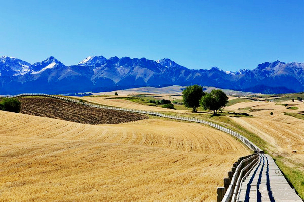 江布拉克的美景描述,风吹麦浪风景视频