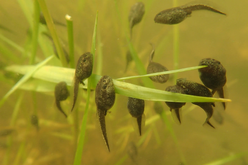 全世界最大的蝌蚪竟变成了小青蛙,世界上最大的蝌蚪长什么样子