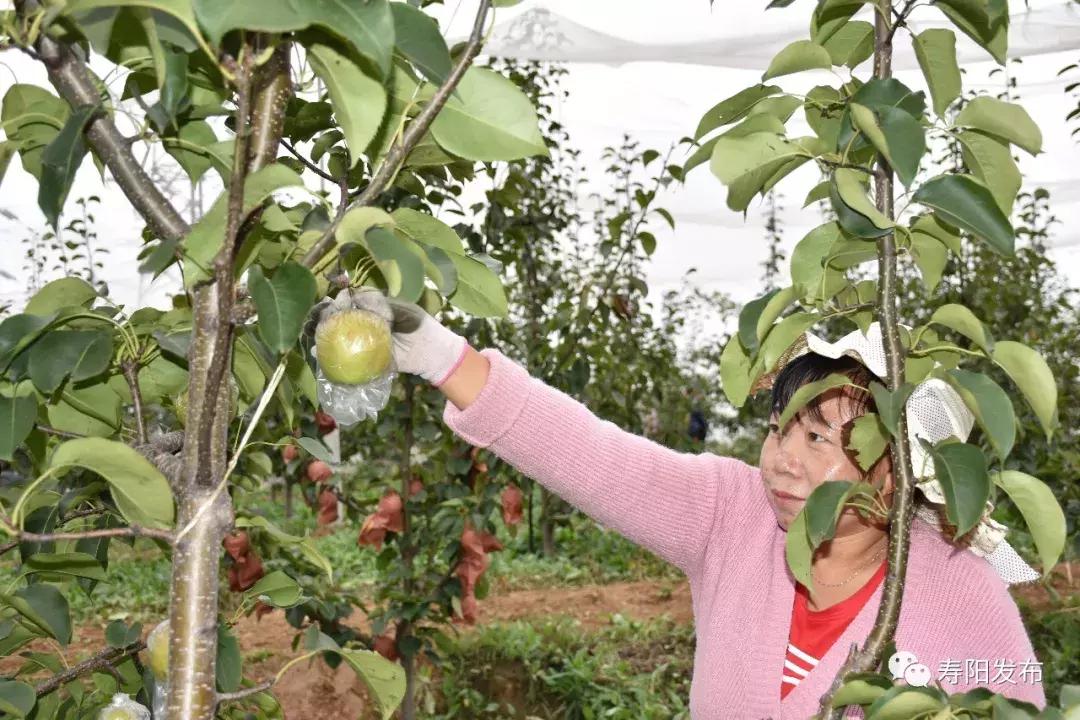 寿阳县富家沟梨儿熟了!又见梨果满枝头