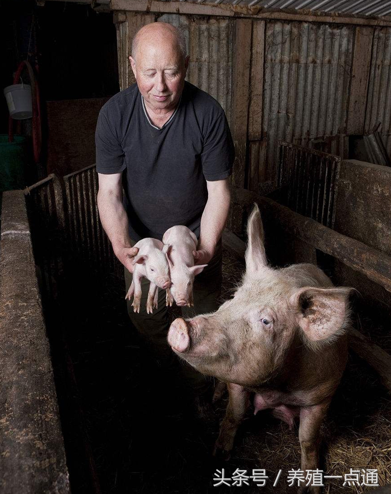 猪场用水的正确方法,集约化养猪场建场要求