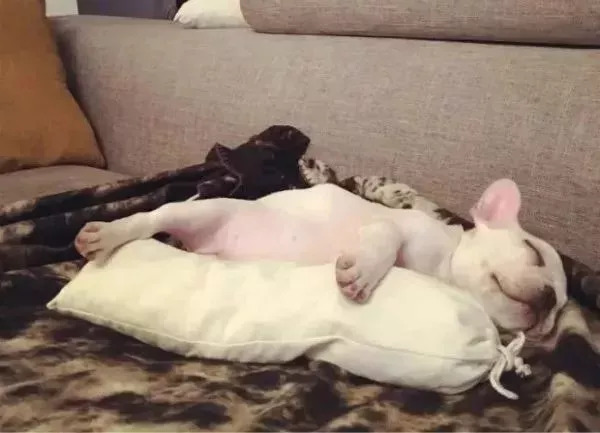 养狗必知的100条知识,24条养狗小知识都在这里了