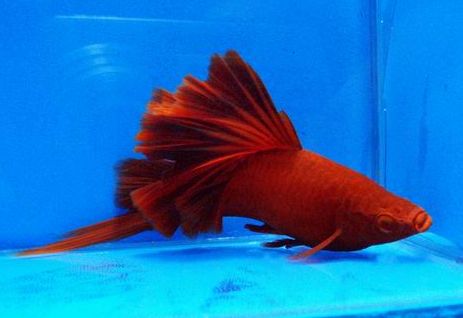 红箭鱼苗怎么喂食,红箭球鱼怎样挑选