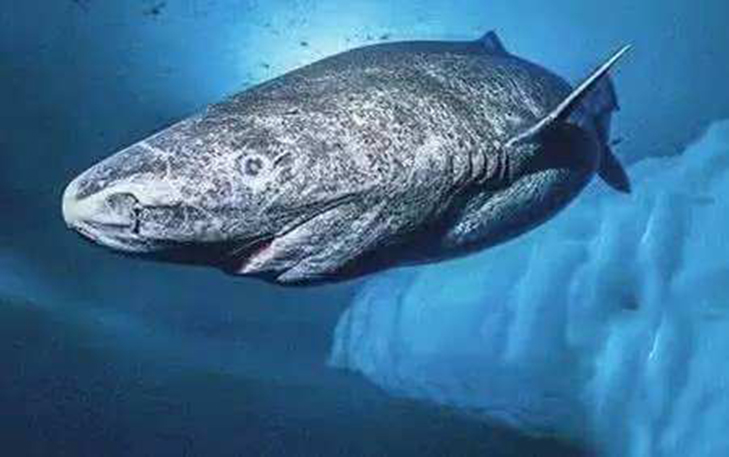 太平洋深海2000米的神秘生物,太平洋1000多米深的海底生物