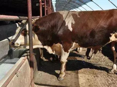 养牛经验之经典之谈,四年养牛户经验分享