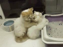 爆笑!收到2米多高代购清单的男子代购回来啦!「蜀黍周趣闻‖NO.43」