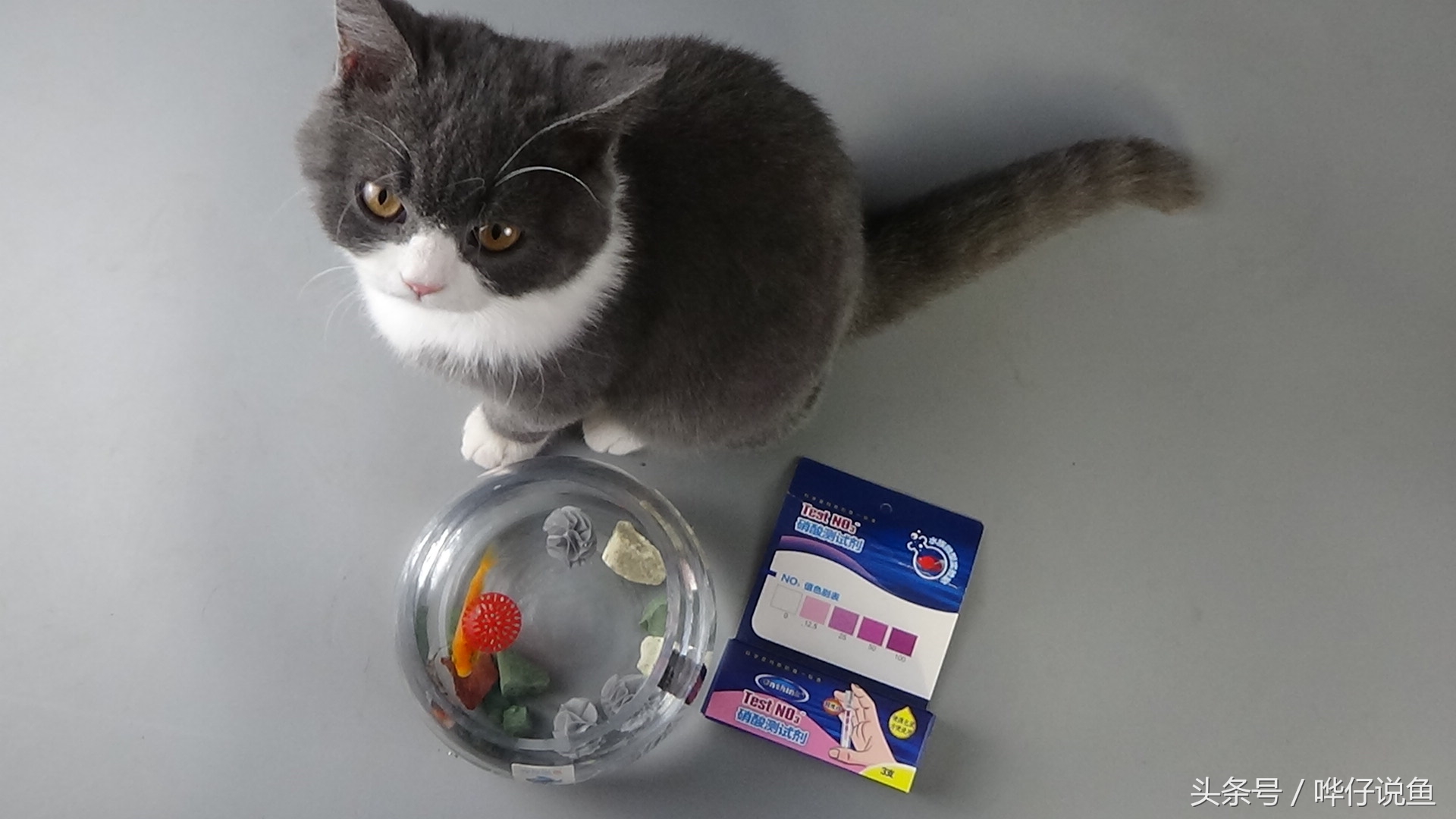 鱼缸养鱼怎么知道鱼该喂食了,宠物鱼怎么看公母