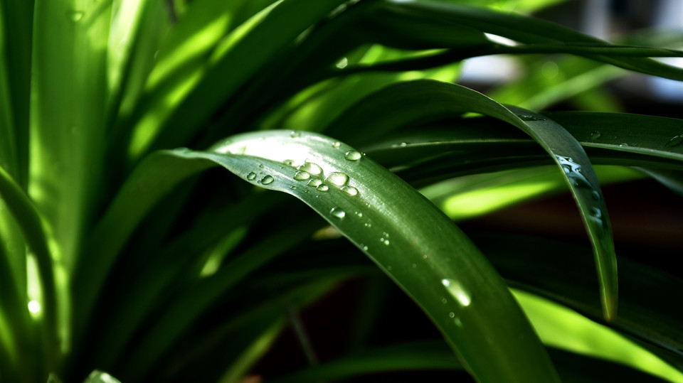 吊兰叶子总是会折断,吊兰叶子打折是怎么回事