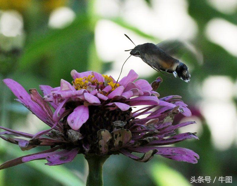 戚振林｜乳业教父郑俊怀和他的红星集团