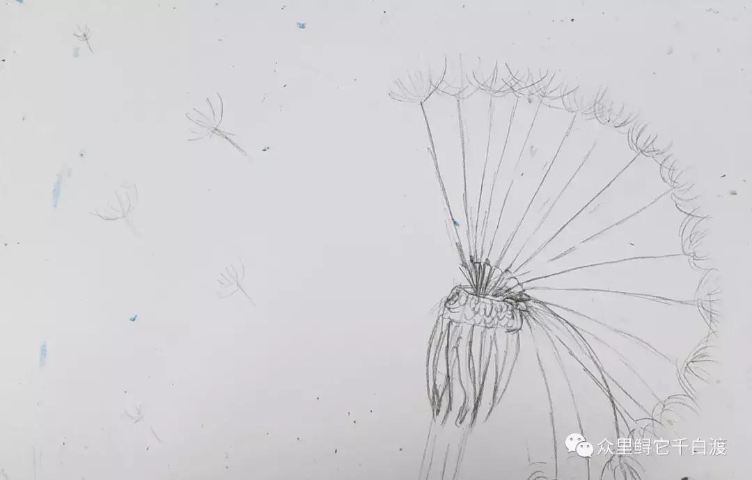 油画棒绘画入门零基础蒲公英,油画棒肌理蒲公英