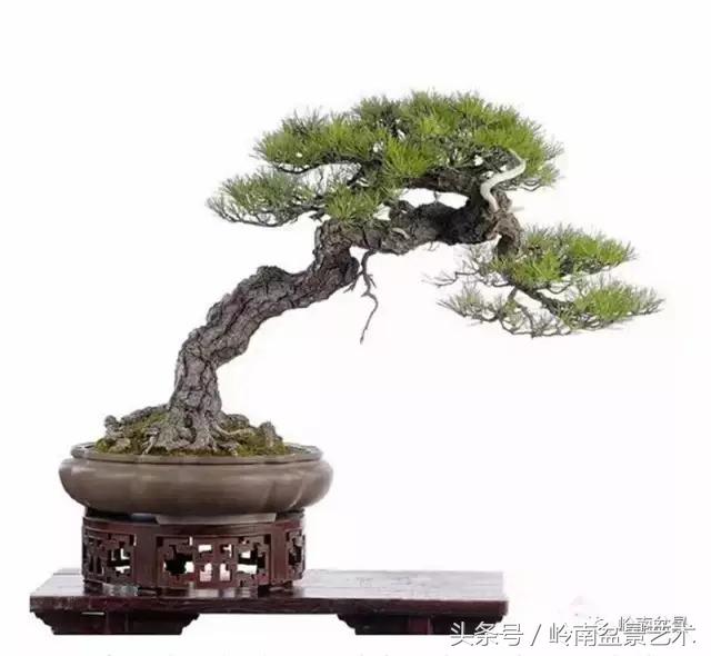 云中松——仰观天宇，俯察尘寰