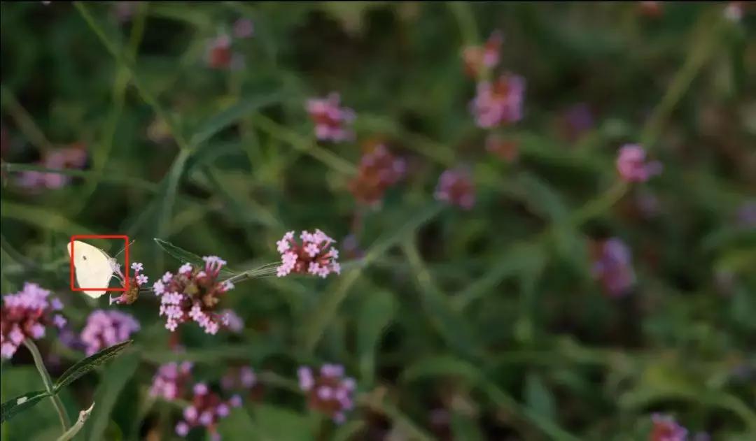 转接环如同原生操控性基因强大佳能EOSR初步评测