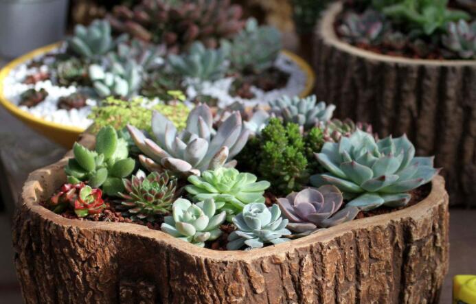 多肉植物怎么养不死根,多肉植物可以用木炭养吗