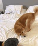 「蜀黍周趣闻」爆笑！收到2米多高代购清单的男子代购回来啦！