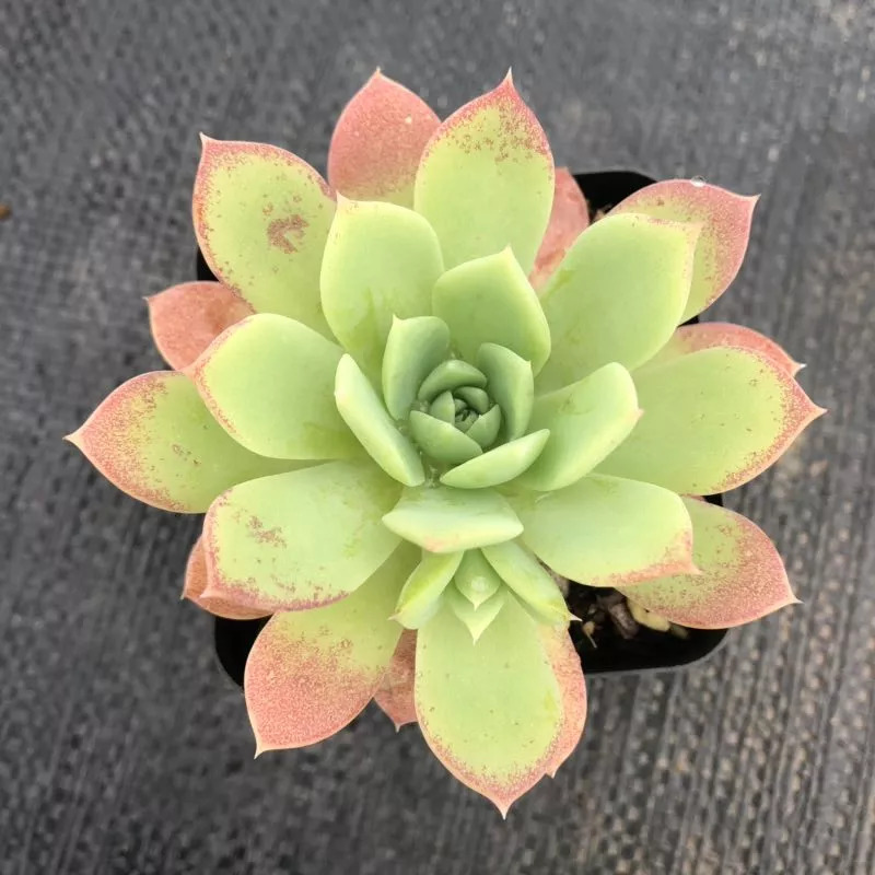 这个秋天，还在愁家里没有美肉吗？超高颜值的法师、冰梅等你来抢购！