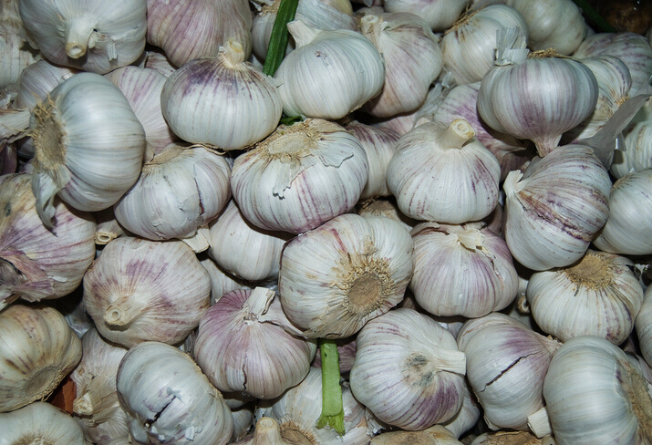 “七栽八不栽，九栽没蒜薹”，大蒜已到种植时，栽种时要谨记3点