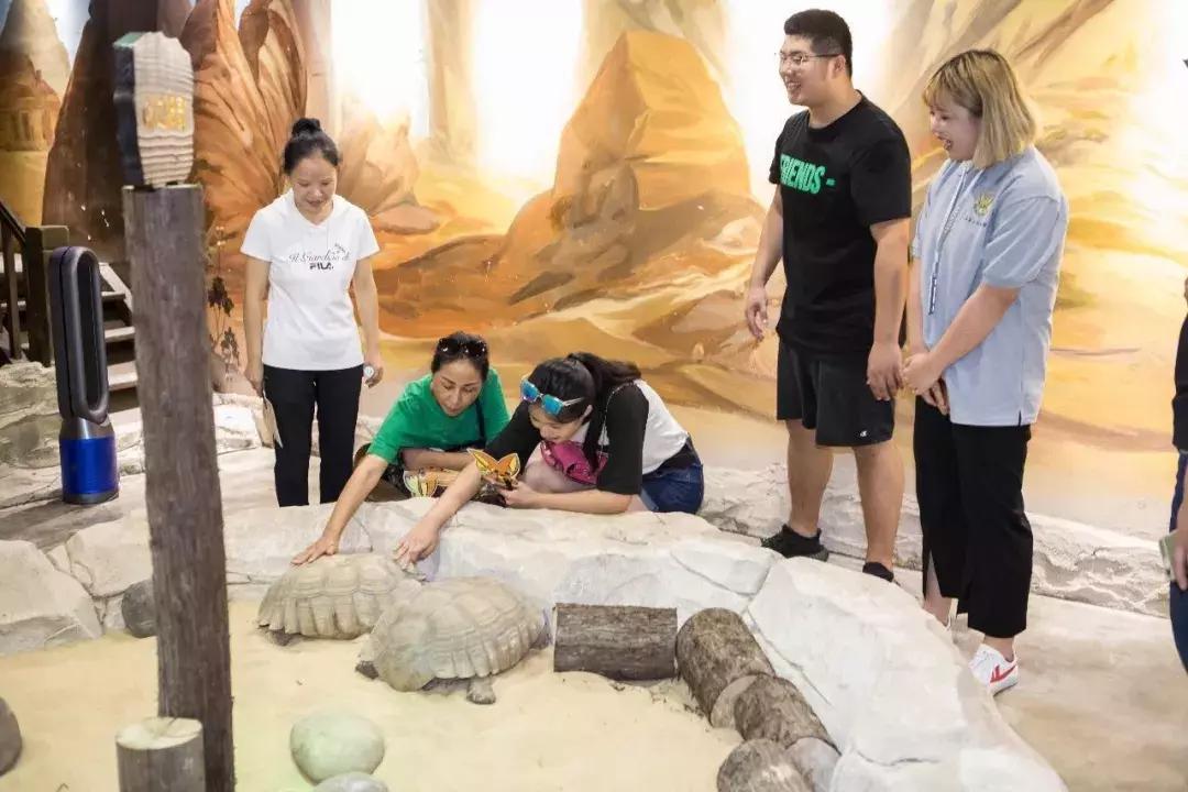 重庆小熊猫互动的动物园,重庆动物园有小熊猫