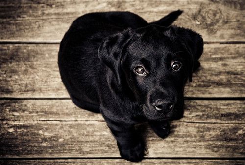 卫佳八和卫佳五建议打哪个,卫佳疫苗五联和八联的区别