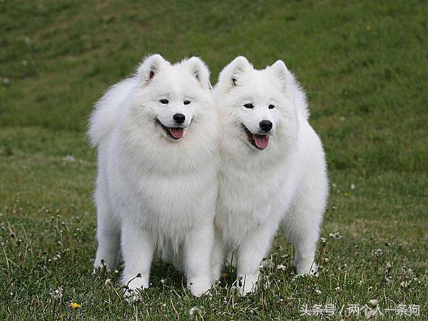 萨摩耶原来是干什么的,萨摩耶大型犬狗狗的行动代表什么