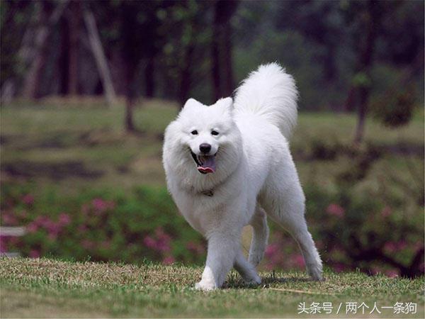 萨摩耶为啥叫微笑天使,萨摩耶的特点有哪些