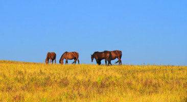 金秋坝上草原摄影,坝上秋天摄影攻略