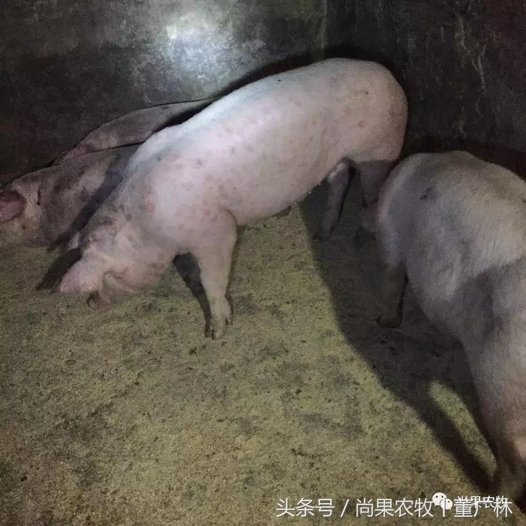 猪丹毒病怎么预防和治疗,夏季猪丹毒的防治