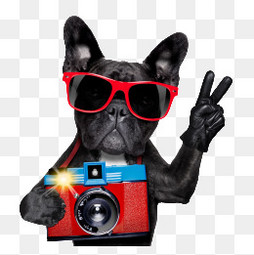 买什么狗粮比较好,狗粮买什么