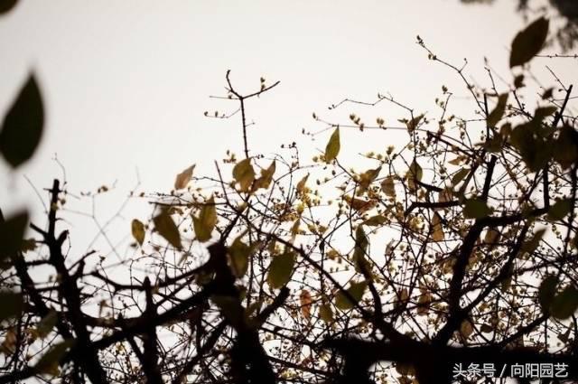 腊梅花是不是腊梅,腊梅花有哪些香味