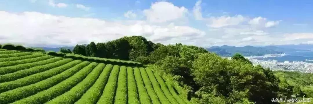 为什么日本农产品没有竞争力,为什么日本农产品可以走高端路