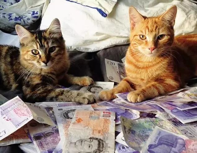 今天给你们看看那些闲得要命、富得流油的猫！