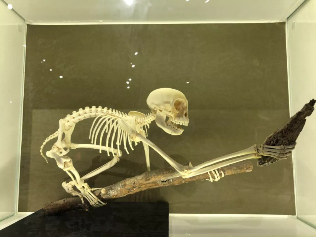 羊驼开门视频,羊驼出门迎接主人