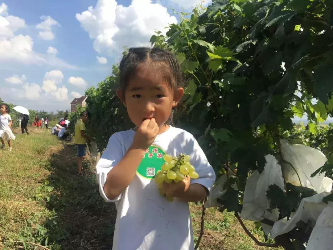 烟台苹果节大赛,烟台苹果节第几届