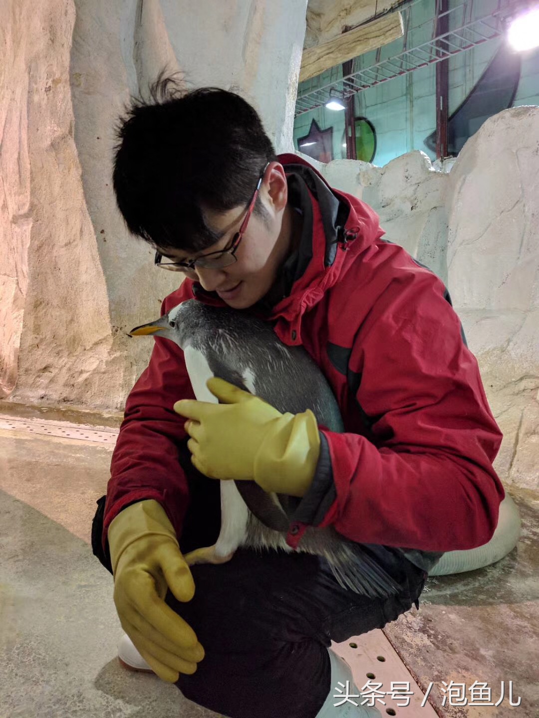 大连极地企鹅,南极企鹅求婚视频