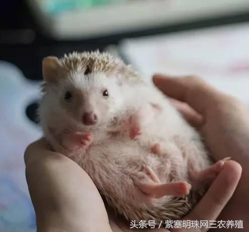 刺猬养殖实用技术,刺猬养殖技巧图解大全