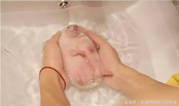 刺猬养殖实用技术,刺猬养殖技巧图解大全