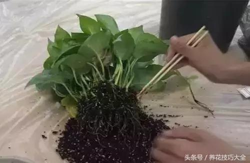 10月份哪些花可以翻盆,秋季换盆的花有哪些