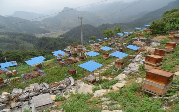 怎样饲养中蜂强群,中蜂维持强群的养殖方法