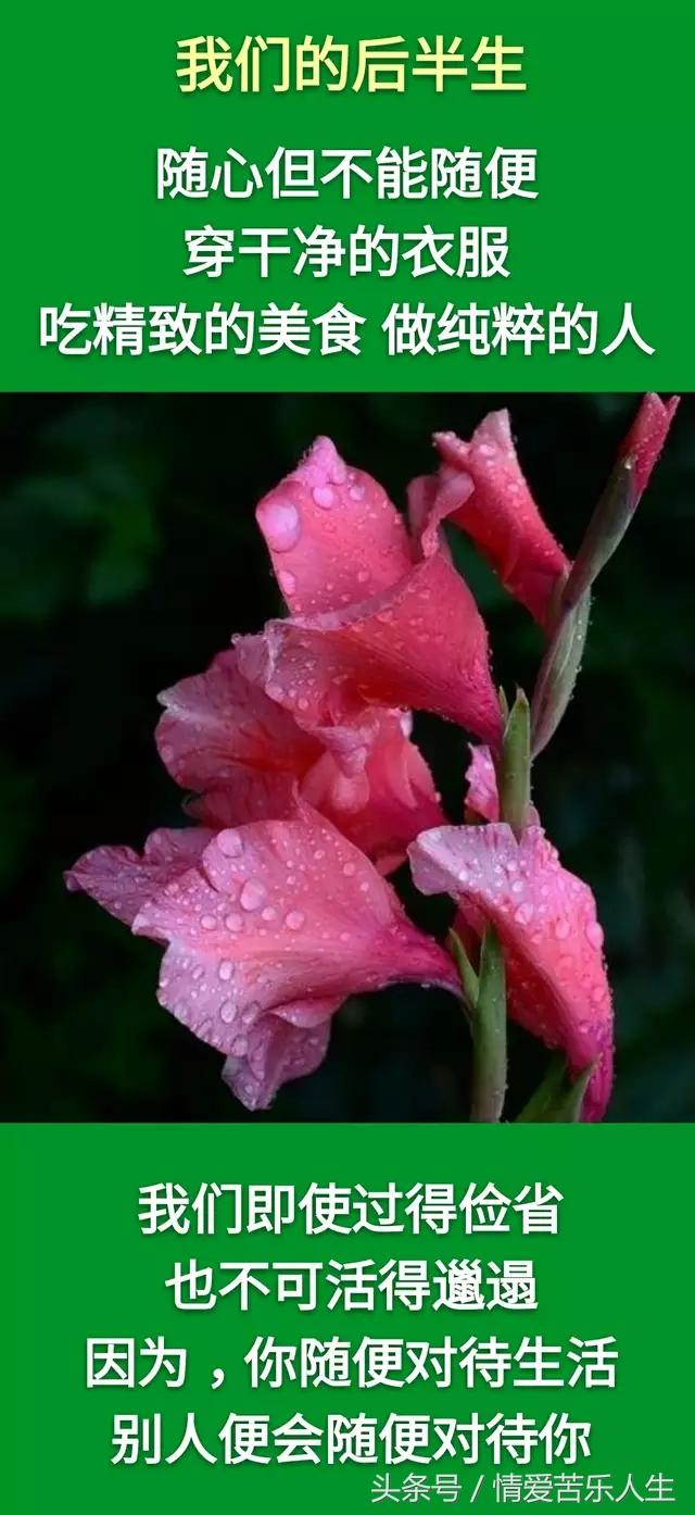 我们的后半生的美文,我们的后半生全集