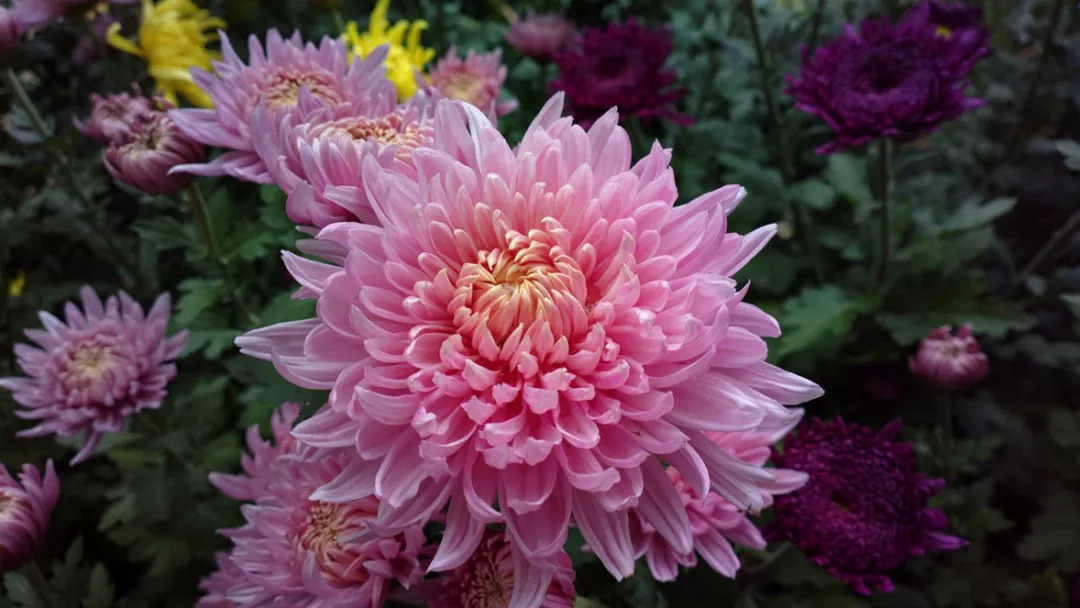 秋日赏菊30张菊花图美到心醉,美到令人心醉的菊花图片