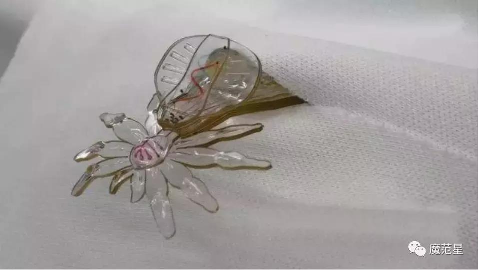 这是一只能进入你身体的“小蜘蛛”，要上演惊悚大片？！