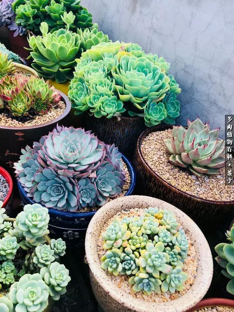 凉风至白露降寒蝉鸣下一句,夏天多肉小白虫消灭方法